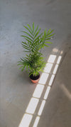 Chamaedorea Elegans – Palma de Salão M