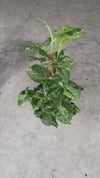 syngonium-mojito-l-video