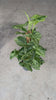 syngonium-mojito-l-video