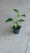Strelitzia Reginae – Ave do Paraíso M