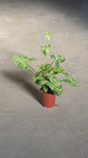 Syngonium Mojito M video