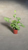 Syngonium Mojito M video
