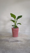 Cubo - Floreira Terracota XL 33 cm
