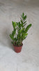 Zamioculca_zamiifolia_video