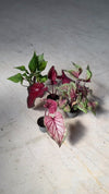 Caladium Pink Lucia Mini