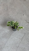 Pothos Variegado N'Joy Mini