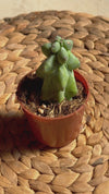 Myrtillocactus - Booby Cactus Mini video