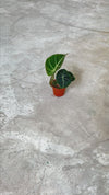 alocasia-black-velvet-mini-video