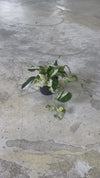 Epipremnum Albo Marble Variegata M
