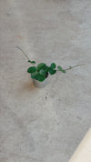 Hoya Mathilde Salpicos Mini