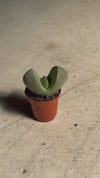 Lithops – Pedras Vivas Mini