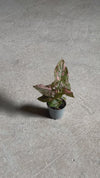 Syngonium Pink Splash Mini video