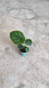 Video Alocasia Dragon Scale