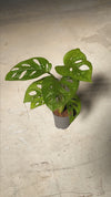 monstera-adasonii-mini-video