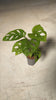 monstera-adasonii-mini-video