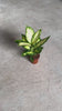 Dieffenbachia-Camilla-video
