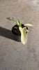 Vídeo del Philodendron Florida Ghost M