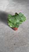 Calathea-orbifolia-M-video