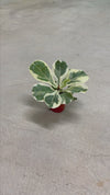 Ficus Lyrata Variegado M