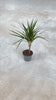 Dracaena-Marginata-M-video