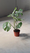 monstera-variegada-l-video
