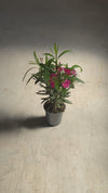 Adelfa - Nerium Oleander Mix M