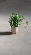 Potit – Maceta Cerámica Beige M 12 cm
