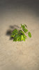 Philodendron Brasil M video