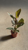 Ficus Elástica Tineke M