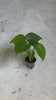 monstera-deliciosa-mini-video