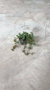 Pilea-Greyzy-mini-video