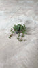 Pilea-Greyzy-mini-video