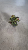 Begonia Rex Frog Cleopatrae Mini video