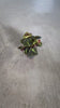 Begonia Rex Frog Cleopatrae Mini video