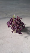 Oxalis Triangularis – Trevo-Roxo M