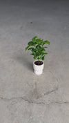 Jolie – Mini Vaso Branco 6 cm