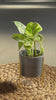 Super Mini maceta gris con soporte size