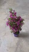 Buganvília roxa - Bougainvillea L