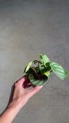 peperomia-watermelon-mini