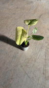 Vídeo de la Monstera Variegada Mint Mini