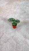 Alocasia-Silver-Dragon-mini-video