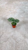 Alocasia-Silver-Dragon-mini-video