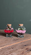 Duo Terrários Amor – Fittonia Mini