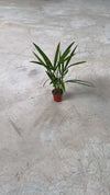 Palma-Areca-Mini-video