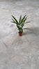 Palma-Areca-Mini-video