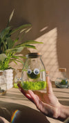 Terrário Little Monster – Marimo Ball Mini