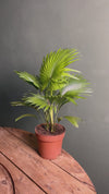 Livistona Rotundifolia – Palmeira-Leque M