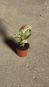 Syngonium Confettii Mini video