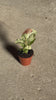 Syngonium Confettii Mini video