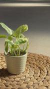 Super Mini Maceta Verde Menta - 6 cm